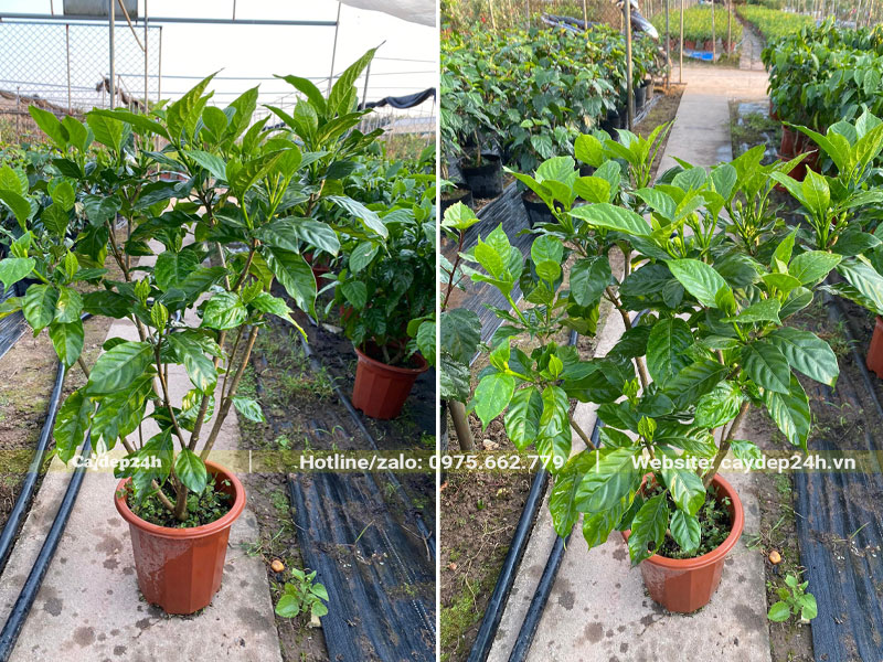 Vườn Ngọc Bút giống chiều cao 70 - 80cm