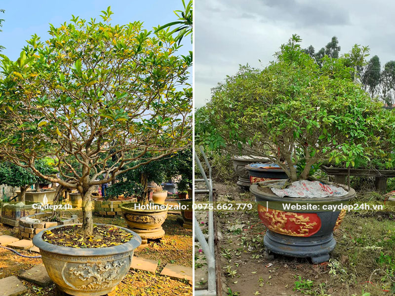 Ngọc Bút trồng chậu có dáng đẹp, chiều cao khoảng 2m