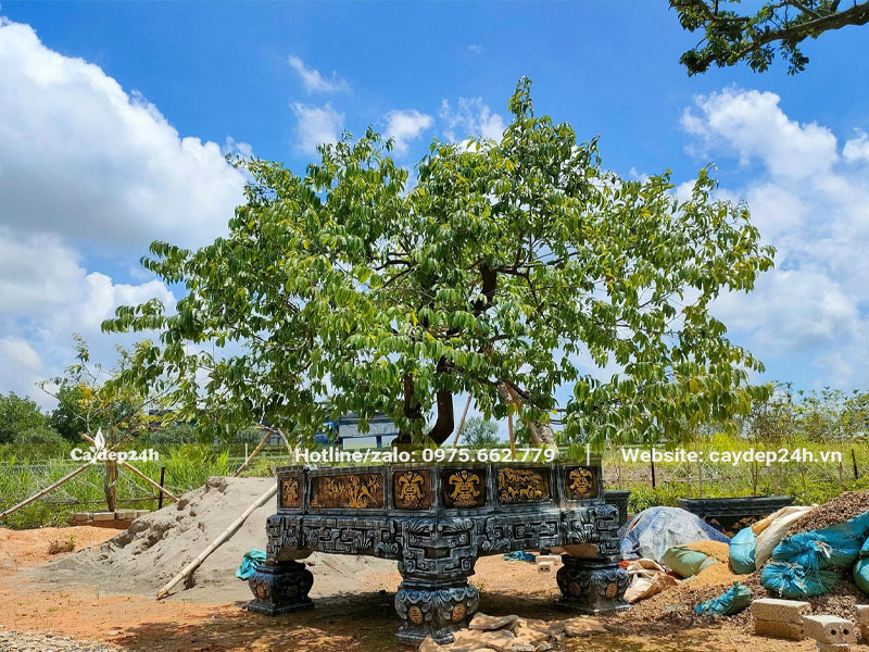 Cây Thị bonsai cổ thụ trồng chậu cảnh bằng đá tự nhiên