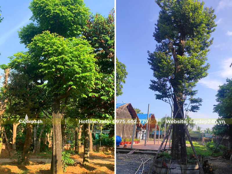 Những cây Thị cổ thụ thẳng đẹp, kích thước lớn