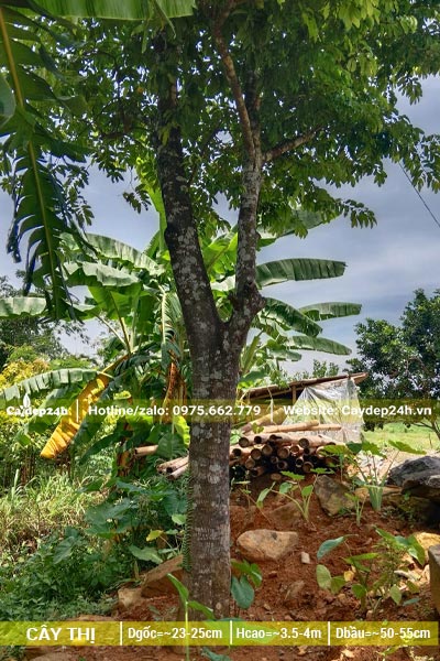 Dưỡng ủ cây Thị lâu năm vanh thân 100