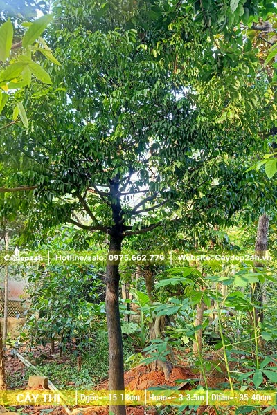 Hình ảnh cây Thị đường kính gốc 15cm, cao khoảng 3m