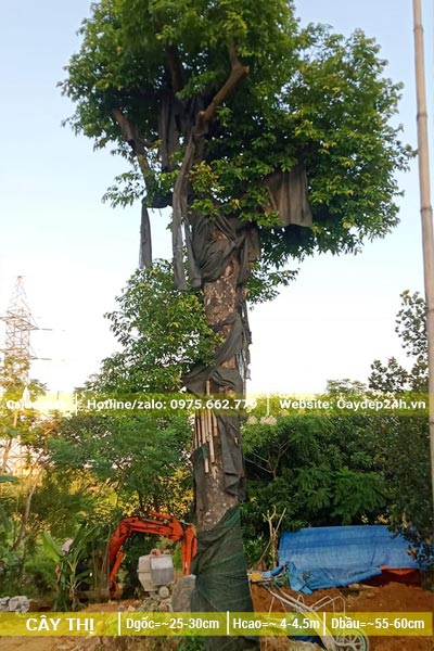 Cây dưỡng ủ tại nhà vườn, thị thơm cổ thụ đường kính gốc 30cm