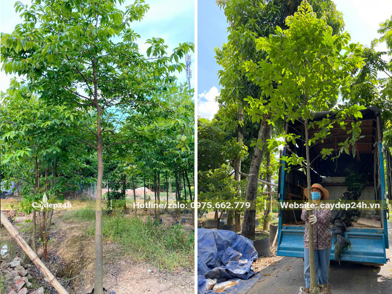 Vườn dâm ủ cây Thị cao 3-4m, đường kính gốc 8cm