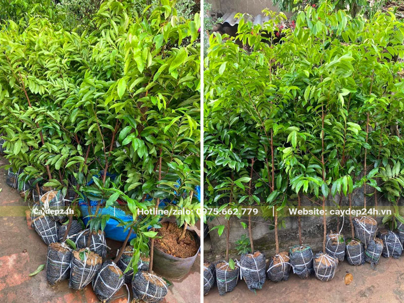 Cây Thị giống nguyên bầu, chiều cao 1m