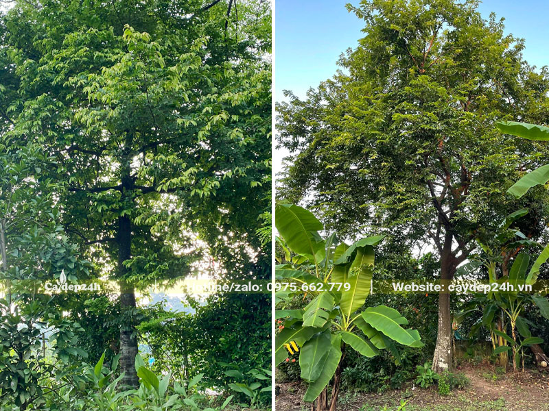 Vườn nhà trồng cây Thị lâu năm, vanh gốc 100