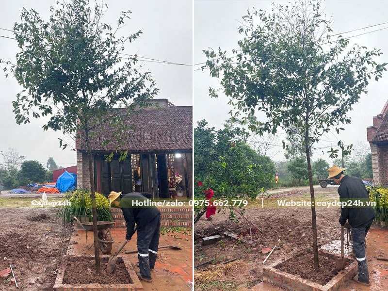 Công nhân đang lấp đất cho cây Thị mới trồng trước nhà thờ họ