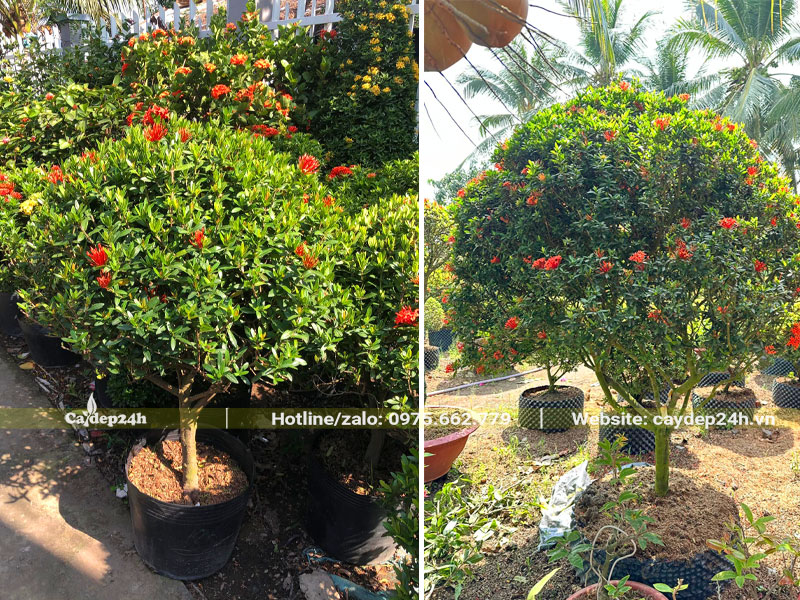 Trang Đỏ dáng thoát thân, tán tròn đẹp, cao khoảng 1m