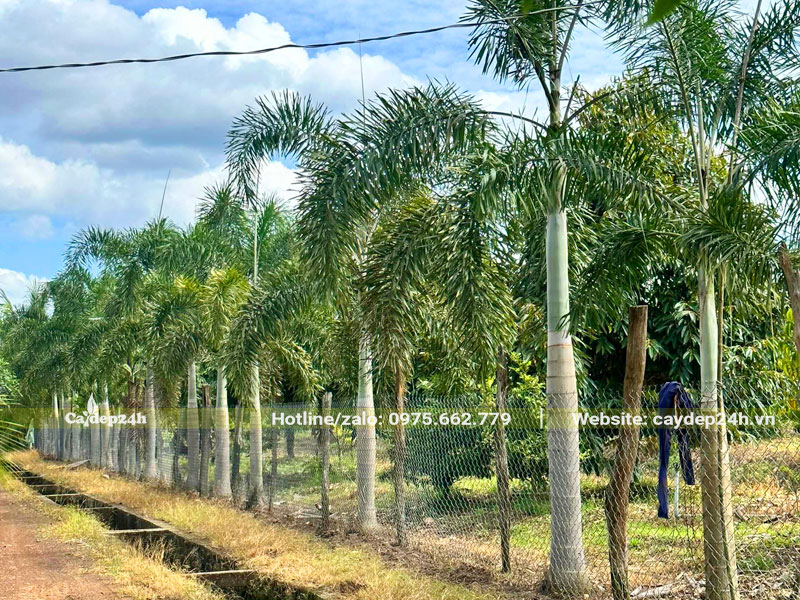 Trồng vườn Cau Đuôi Chồn khoảng cách 3 - 4m