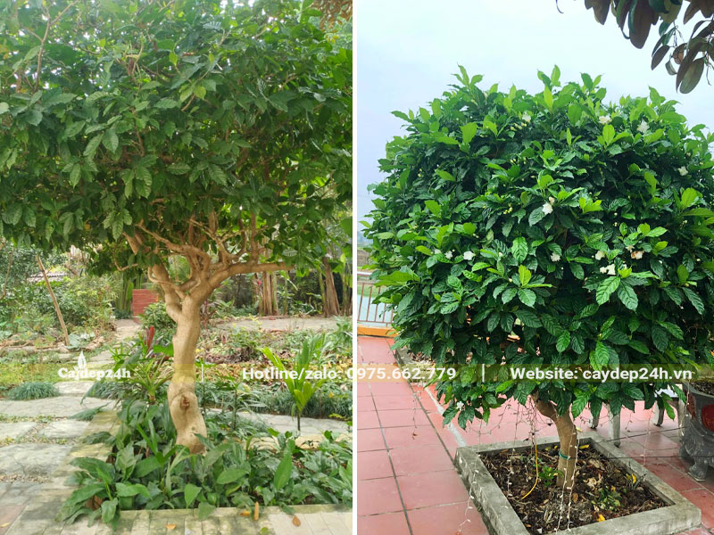 Ngọc Bút trồng sân vườn, tán tỉa đẹp, xanh tốt