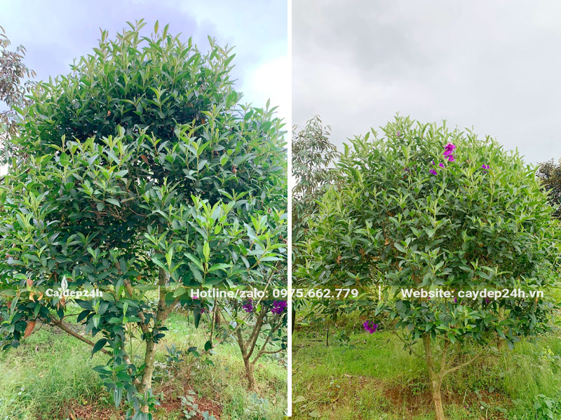 Mua Úc công trình cao 1,5 - 2m