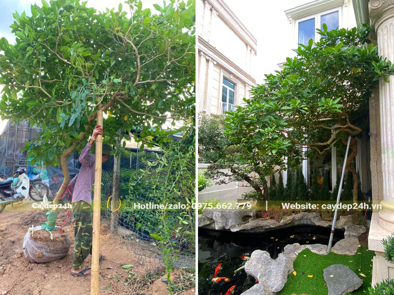 Thi công trồng cây Ngọc Bút cho tiểu cảnh hồ cá trong sân vườn biệt thự