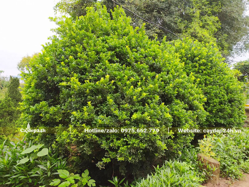 Ngâu lâu năm, tán có đường kính 2m, chiều cao 1m5