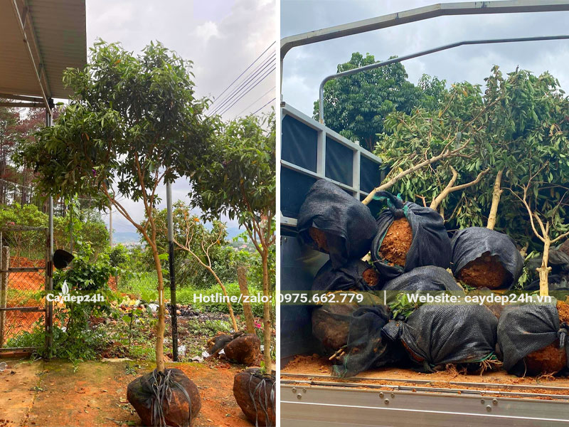 Xếp số lượng lớn cây Mua Úc trưởng thành lên thũng xe
