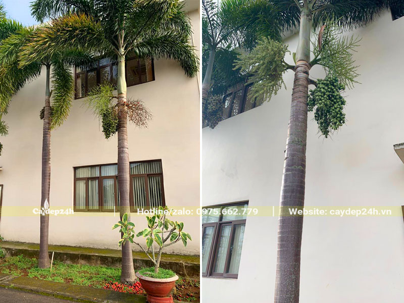 Cau Đuôi Chồn trồng trong khuôn viên nhà máy