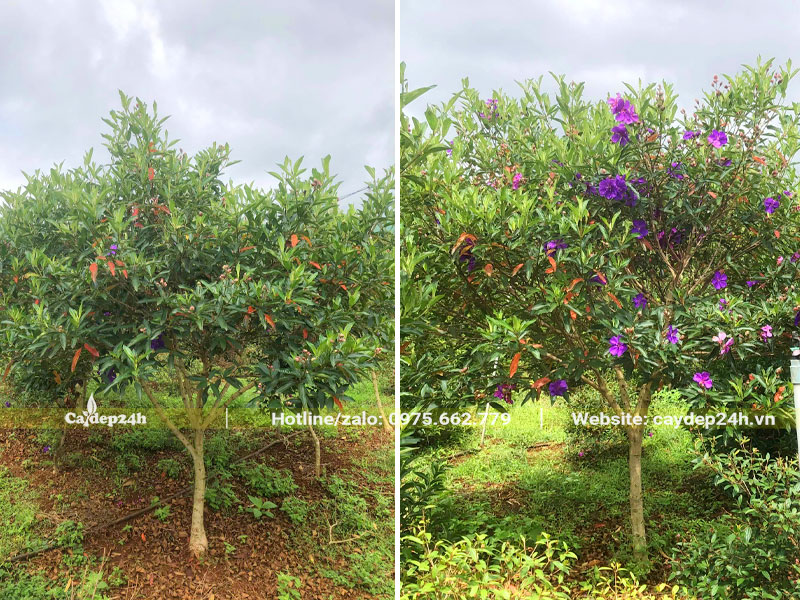 Cây Mua Úc trưởng thành, chiều cao khoảng 2m