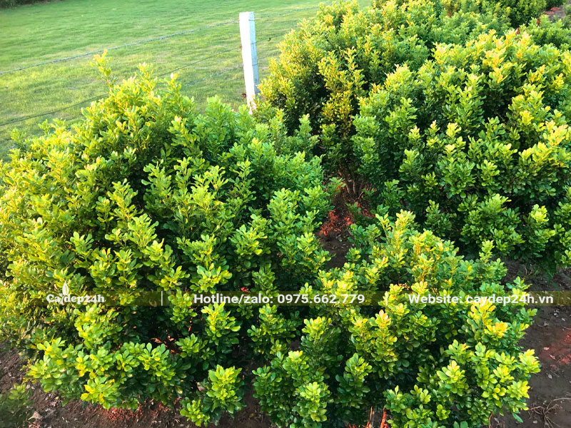 Những cây Ngâu chiều cao từ 1m, 2m cánh nhánh xanh tốt