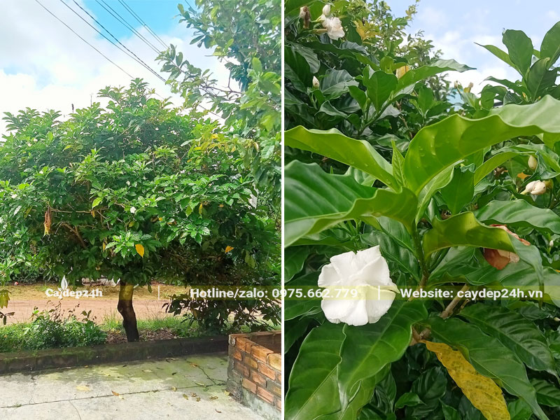 Cây Ngọc Bút trồng trước sân nhà