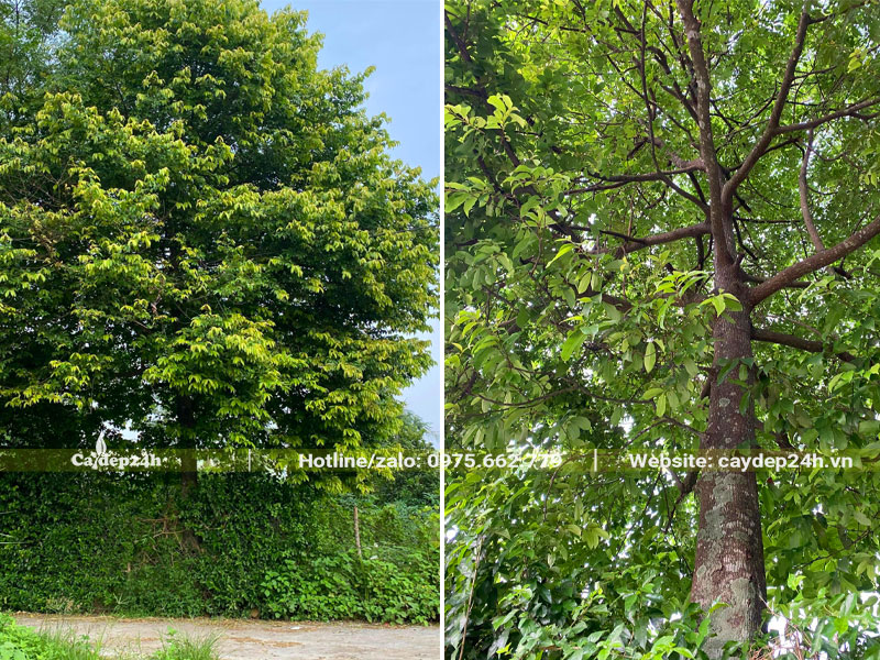 Cây Thị trồng trong vườn nhà hàng chục năm tuổi