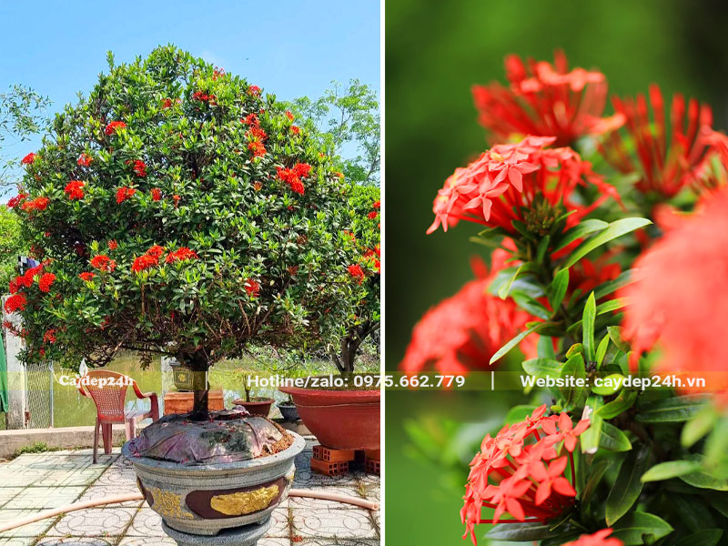 Chậu cây Trang Đỏ lâu năm, tán hình chóp đẹp