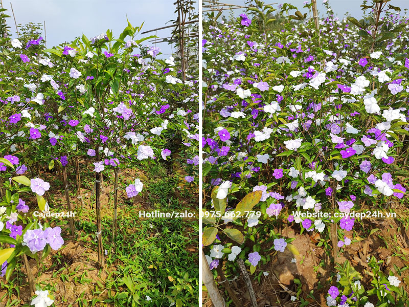 Vườn cây hoa Lài Nhật nhỏ, chiều cao khoảng 50 - 70cm