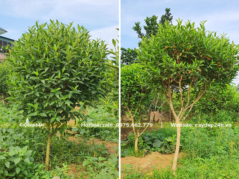 Mua Úc nuôi trồng tại vườn, chiều cao hơn 1m