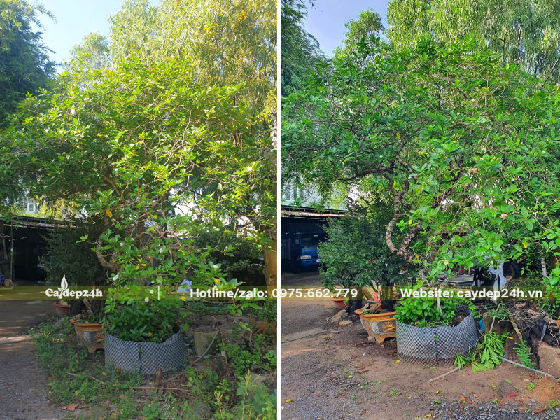 Cây hoa Ngọc Bút cao 3m, dâm ủ nhiều năm trong bầu nổi