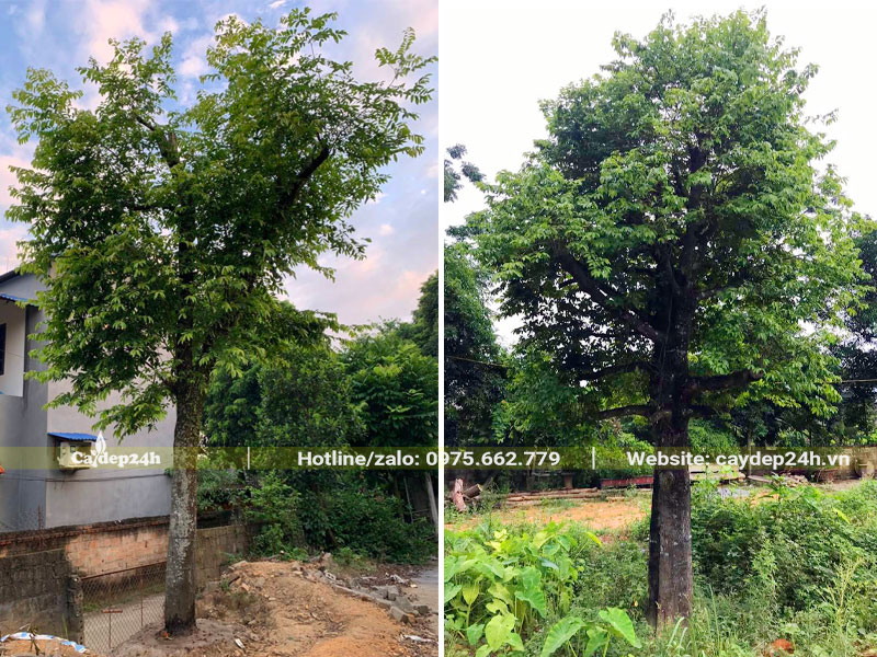 Thị thơm cổ thụ đã dâm ủ kỹ