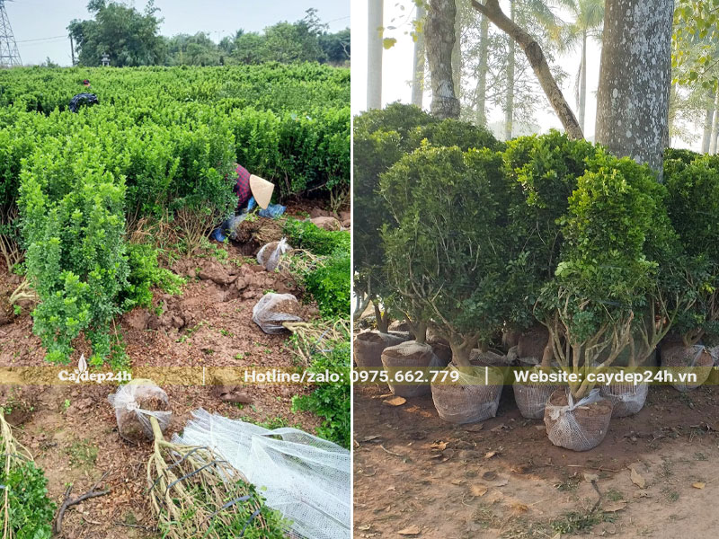 Đánh bầu và tập kết số lượng lớn cây ngâu cao 1m