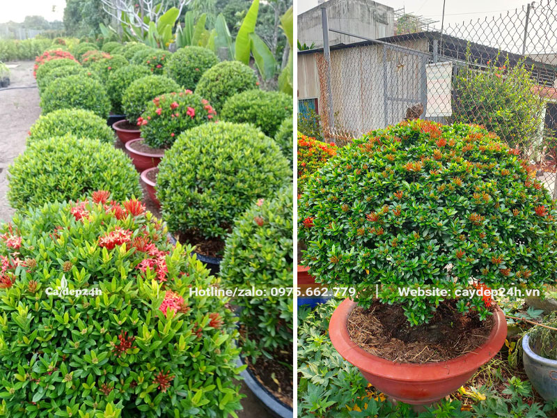 Những hàng cây hoa bông trang Thái Lan thuần chậu, cao 50 - 60cm