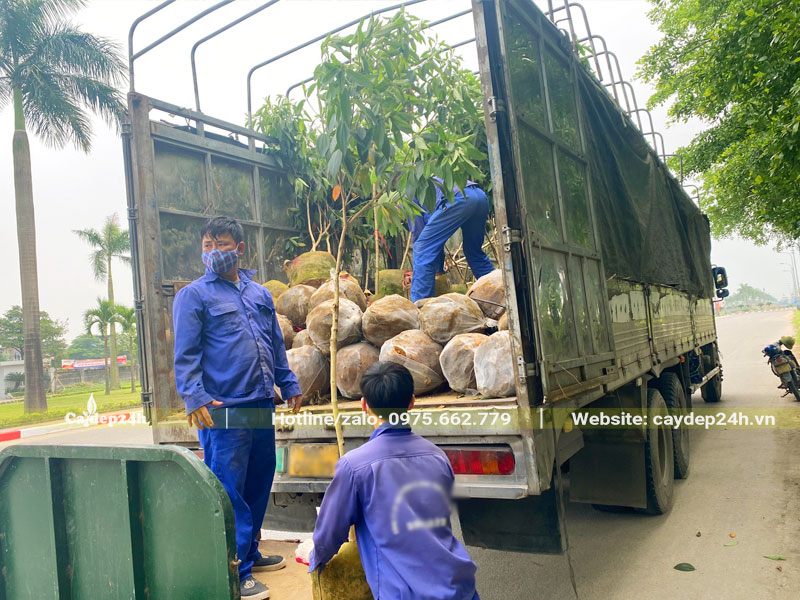 Công nhân đang xếp từng cây Mua Úc từ trên thùng xe xuống