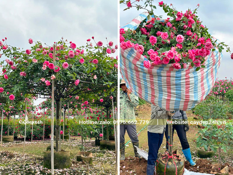 Vườn cây hoa hồng cổ Sapa thoát thân 1m