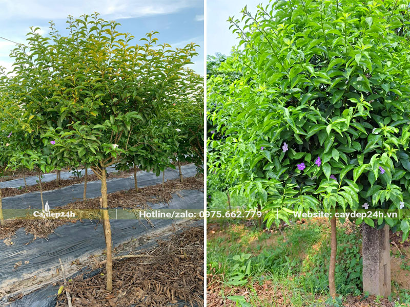 Nhà vườn nuôi trồng cây Nhài Nhật công trình, chiều cao 1.5m