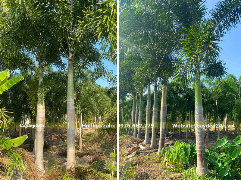 Vườn nuôi trồng cây Cau Đuôi Chồn lóng cao 2m