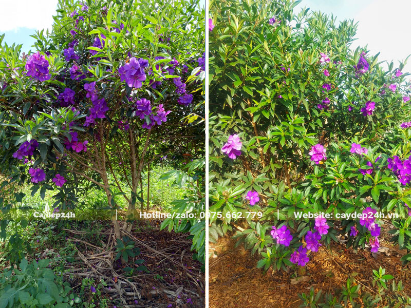 Trồng cây hoa Mua Úc tím cao hơn 1m