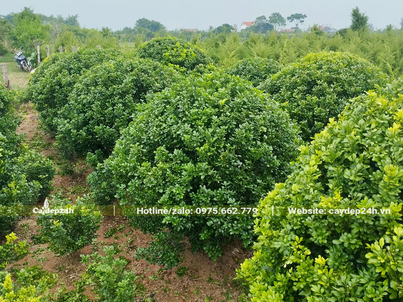 Vườn nuôi trồng cây Ngâu công trình đẹp