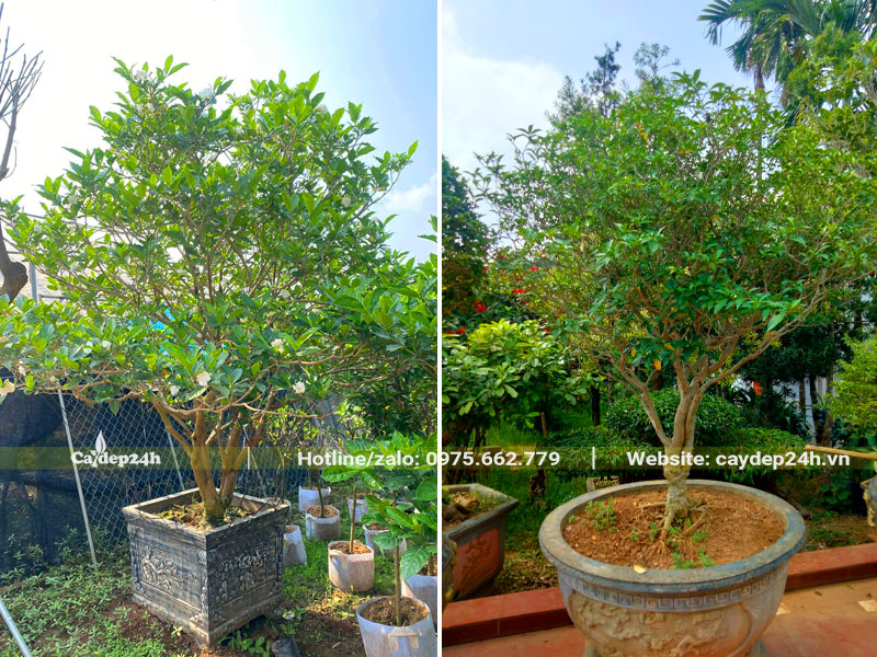 Cây Ngọc Bút trồng chậu cảnh bằng đá tự nhiên đẹp và sang trọng