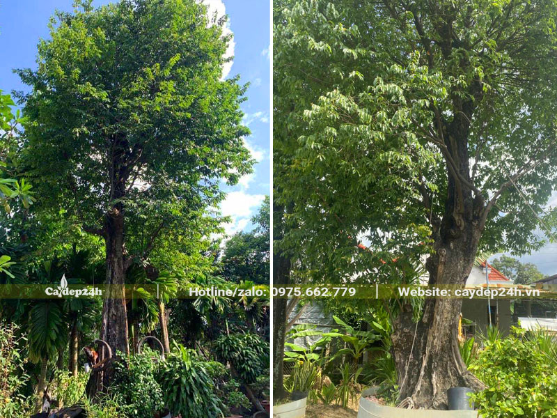 Cây Thị cổ thụ dáng đẹp, đường kính gốc 35 - 40cm