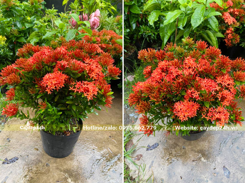 Chậu chây hoa Trang Đỏ cao 30cm, hoa nở rực rỡ