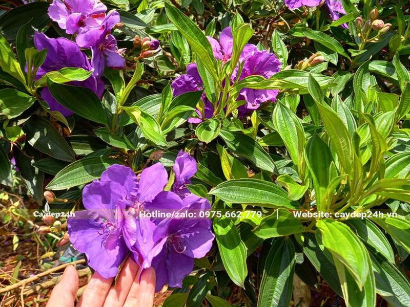 Những chùm hoa Mua Úc tím