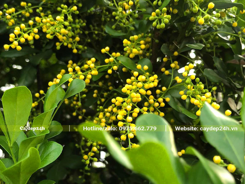 Những chùm hoa ngâu vàng tươi, thơm ngát