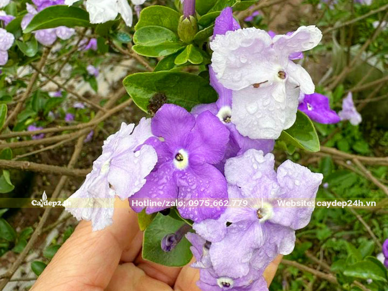 Chùm hoa Nhài Nhật đang chuyển màu