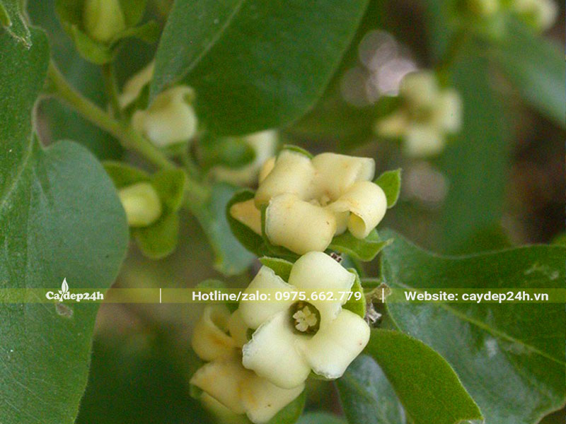 Hoa của cây thị có màu trắng ngà, 4 cánh cong thu hút