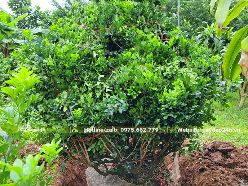 Đặt cây Ngâu công trình vào hố trồng