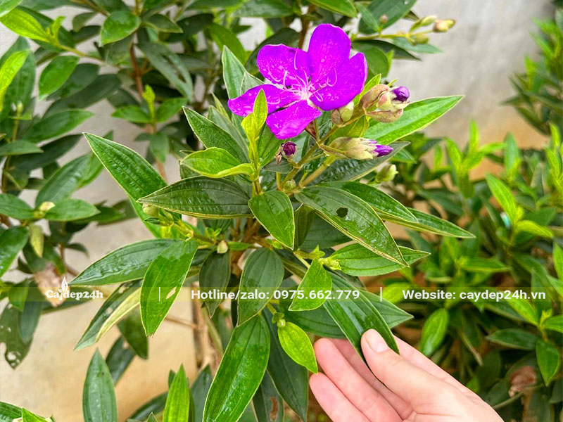 Cành lá của cây hoa Mua Úc tím