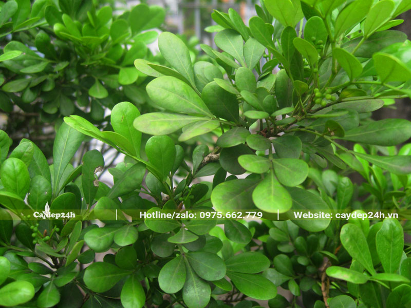 Lá Ngâu xanh tươi, hình dáng độc đáo