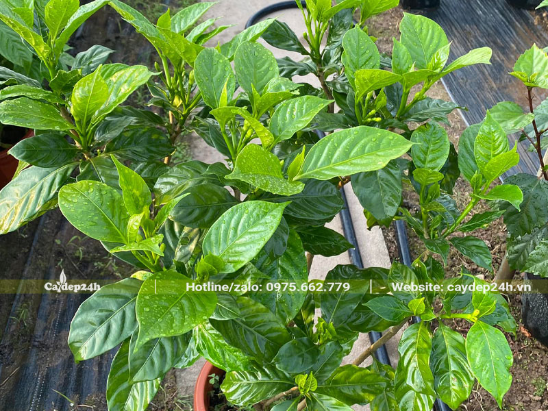 Tán lá của cây hoa Ngọc Bút