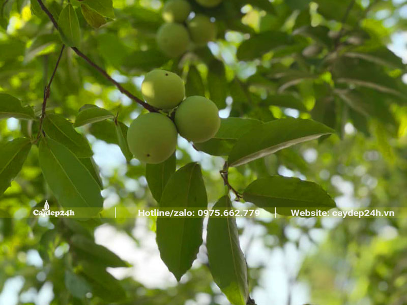 Cành Thị đang ra quả