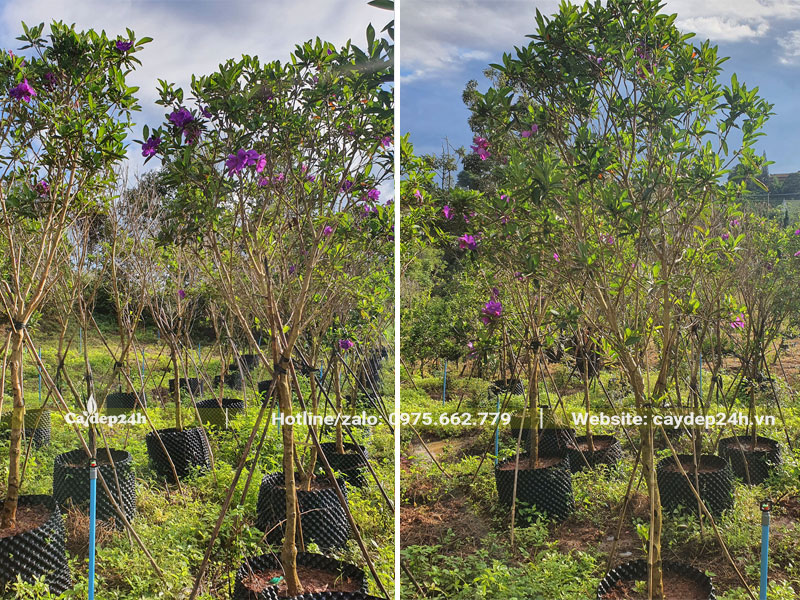  Mua Úc dưỡng ủ lâu năm, chiều cao khoảng 2m