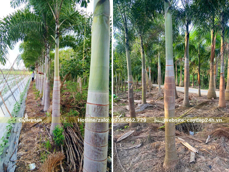 Mua cây Cau Đuôi Chồn trưởng thành chiều cao lóng thân hơn 1m